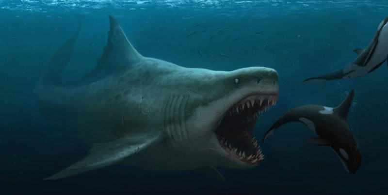 Cá mập sát thủ Megalodon khổng lồ cổ đại thực sự lớn thế nào  Báo Dân trí