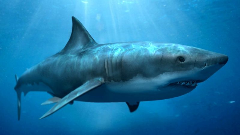 cá mập Megalodon