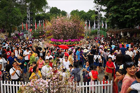 Lễ hội hoa Anh Đào Nhật Bản - Hà Nội 2020