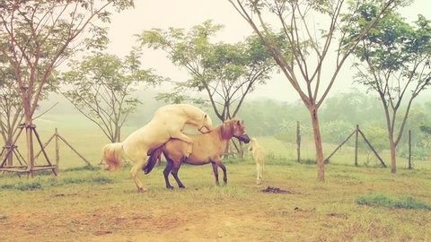 ngựa giao phối bao lâu